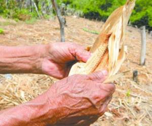 Los productores esperan que el gobierno les apoye con acceso a créditos, de lo contrario la cosecha será baja.