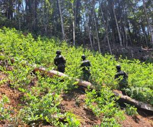 La plantación de hoja d{e coca estaba en una área protegida del Parque Nacional Pico Bonito.