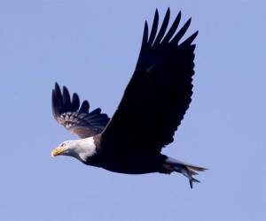 Fotografía de archivo de un águila calva con un pez en sus garras sobre el río Susquehanna en la presa Conowingo en Darlington, Maryland, Estados Unidos, el 8 de diciembre de 2023.