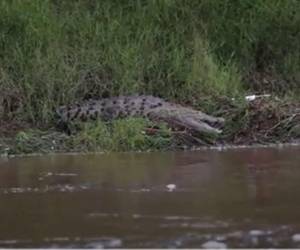 Dos niños fueron atacados por un cocodrilo en Costa de los Amates.