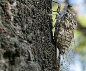 Los cicádidos, también son conocidos como los bichos del sol, debido a que el calor es lo que las hace brotar. (Foto: Prensa Gráfica)