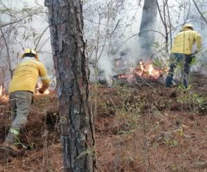 Hasta el momento no se ha detenido a ningún pirómano responsable de provocar incendios en el Distrito Central.