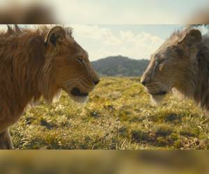 En la película, Mufasa se encuentra con Taka (Scar), el futuro heredero de su propia manada, que tiene prácticamente su edad y lo invita a formar parte de su familia pese a la negativa de su padre.