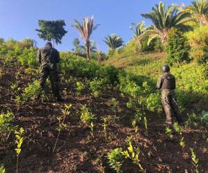 Aseguran plantación con alrededor de 4,000 plantas de coca en zona montañosa de Colón