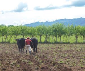 Representantes de los productores de granos básicos esperan que los pronósticos climáticos se cumplan, para al menos generar ingresos para honrar las deudas.