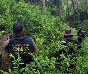 Un total de 35 mil plantas de presunta hoja de coca, entre las dos plantaciones, fueron descubiertas por las autoridades.