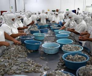 $282 millones generó en 2022 la exportación de 75.6 millones de libras de camarón cultivado, según cifras publicadas por la Andah.