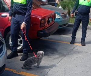 Rescatistas llegaron a sacar al perrito del vehículo, los Policías Municipales se hicieron cargo de la mascota.