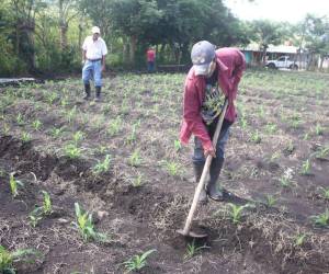 Productores expresaron a EL HERALDO que las autoridades gubernamentales deberían crear una ley agrícola modernizada, capaz de respaldar los derechos laborales.