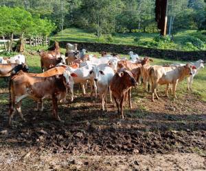 Técnicos de la Secretaría de Agricultura y Ganadería (SAG) han inspeccionado 42,626 bovinos en diferentes zonas del país.