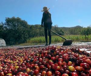 Honduras exportará unos 527 contendores del grano de oro a China.