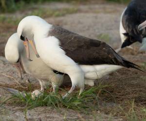 El albatros hembra conocida como Wisdom cuidando a su huevo.