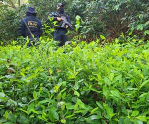 Las plantaciones se encontraron en aldea La Ceibita, en el departamento de Olancho.