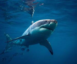 Los avistamientos y ataques de tiburón reciente levantan las alertas sobre la presencia de estos seláceos fundamentales para mantener el equilibrio de los ecosistemas marinos y la pesca sostenible.