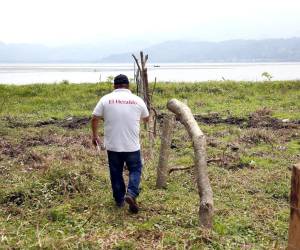 La contaminación sigue acechando al Lago de Yojoa, con invasiones, deforestación, ganadería y cultivos sin control de las autoridades.