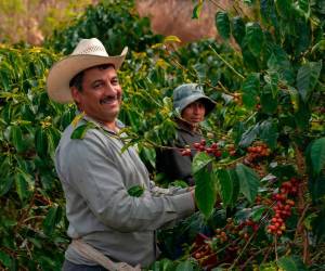 <i>La visión de Unecafeh es seguir posicionando al café hondureño como un referente de calidad y sostenibilidad en el mercado global. </i>