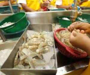 Taiwán representó por años uno de los principales mercados para la exportación de camarón.