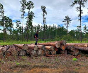 Cantidades de pies tablares de madera se han sacado del bosque de La Mosquitia ante la falta de vigilancia de las autoridades.