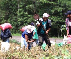 El gobierno busca revisar el CAFTA para mejorar las condiciones de productores de varios rubros.