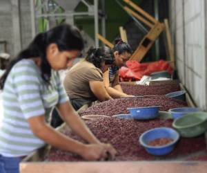 <i>Agricultores de trabajan en sus perfiles de negocio para la convocatoria que tiene como objetivo fomentar la competitividad agrícola.</i>