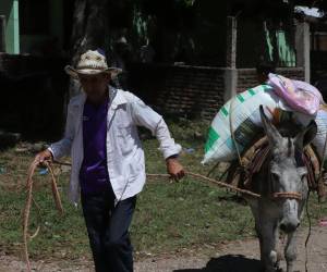 Para poder abastecer de semilla y bono a todos los pequeños productores se requieren de 3,500 millones de lempiras anuales.