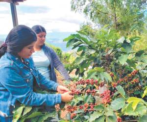 Las mujeres serán parte de los actores claves en la promoción del cambio por medio de Avanza Café, por lo que el 40% de los participantes serán féminas y jóvenes.