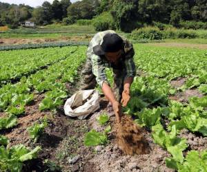 Las personas interesadas deben conocer el manejo de los suelos y también saber de los procesos agrícolas para ser candidatos.