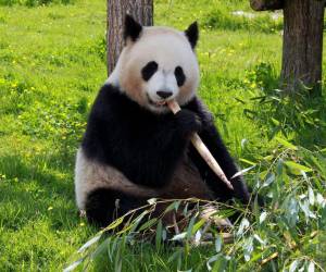 Los pandas llevan por nombre Yang Guang y Tian Tian.