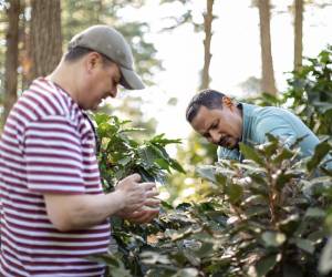 <i>Productores locales en Corquín observan las nuevas variedades de café que prometen mejorar la productividad y resistencia a las plagas.</i>