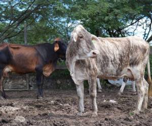 Como parte del programa Bono Ganadero se entregaron 1,500 aves a 150 productores y la dotación de 5 cercas eléctricas para fincas modelo en la zona.