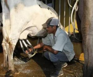 Según los productores de leche, una vaca necesita consumir entre 30 a 50 litros de agua diarios, dependiendo de su tamaño.