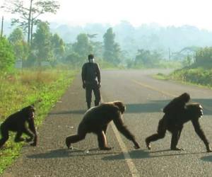 Un cuarto chimpancé también resultó herido por uno de los disparos, según la empresa que explota el zoológico de Furuvik, situado a poco menos de 200 km al norte de Estocolmo.