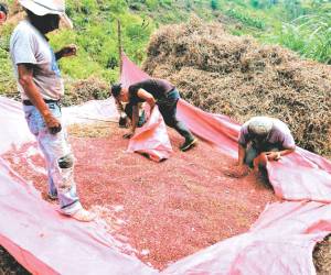 La siembra de frijoles en laderas es parte de los cultivos de primera que los campesinos realizan.