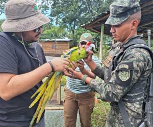 Los animales dañados pasan a un proceso de rehabilitación.