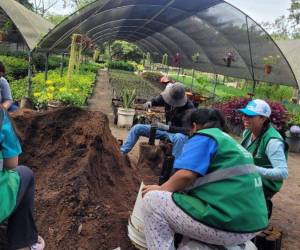 Con el cultivo de 460 mil árboles, el Distrito Central busca posicionarse como una de las ciudades verdes de Latinoamérica y mitigar los efectos climáticos.