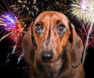 Es común que durante la temporada navideña las mascotas entren en pánico y se asusten debido al exagerado ruido que provocan los fuegos artificiales y los cohetes.