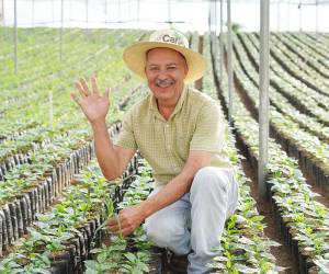 <i>Nuevas plantas de café listas para ser plantadas en Corquín, impulsando la renovación cafetalera en Honduras.</i>