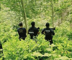 En siete manzanas de tierra fueron sembrados 50 mil arbustos de hojas de coca en la aldea El Lavaderito.