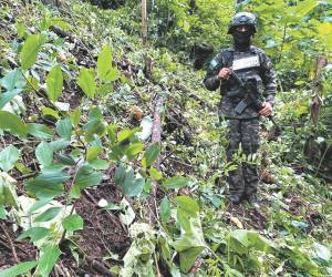 Efectivos de las Fuerzas Armadas han participado en las operaciones para erradicar las plantaciones de arbustos de hojas de coca.