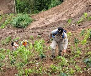 La tragedia se dio en la comunidad de Piedras Gordas, municipio de Masaguara, Intibucá, al occidente de Honduras.