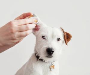 Si su perro se rasca o sacude las orejas con frecuencia puede ser un indicio de molestias. Revíselo cuanto antes.