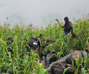 Las autoridades hondureñas intervinieron la plantación en las últimas horas.