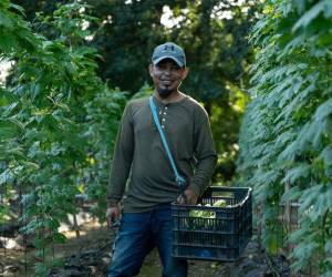 Productores hondureños recibiendo capacitación en manejo de suelos y nutrición de cultivos.