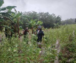 Las lluvias que afectan a Honduras también causan severas pérdidas en la agricultura