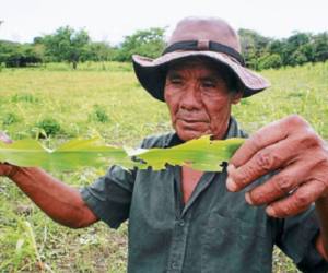Después de las pérdidas en semillas, los productores tienen que invertir en insecticidas costosos contra la plaga de granos básicos.