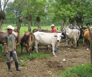 Se imparten 17 temas para la administración de fincas, conservación de alimentos, producción de pastura, mineralización y tecnologías apropiadas.