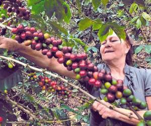 Se prevé que Honduras podrá exportar cinco millones de sacos de café.