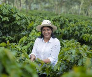 Con apoyo de USAID a través de Agronegocios Sostenibles, CAFICO se ha posicionado como un líder en la renovación cafetalera.