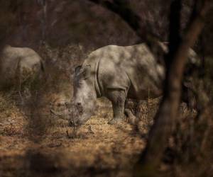 La directora del Zoológico de Salzburgo, Sabine Grebner, se dirige a una conferencia de prensa en Anif, cerca de Salzburgo, el 12 de septiembre de 2023, después de que un rinoceronte atacara y matara a un cuidador del zoológico e hiriera gravemente a otro en su recinto del Zoológico de Salzburgo (Zoo Hellbrunn).