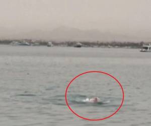 Varios bañistas se refrescaban en el Mar Rojo, cuando de repente un tiburón tigre apareció dando vueltas alrededor de su víctima.